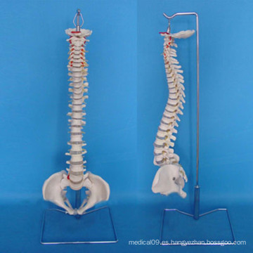 Espinal vertebral humano esqueleto modelo de estructura para la enseñanza médica (r020707)